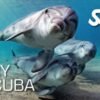 Try scuba