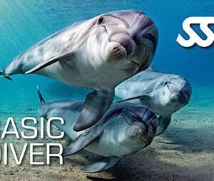 Basic diver